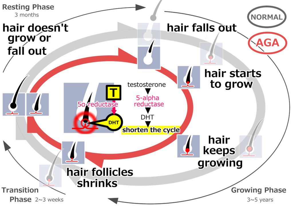 Thinning Hair and the Hair Growth Cycle - Long-established ED Clinic in  Tokyo
